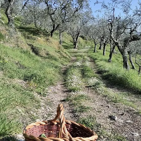 Colleccio - Colline Di Lucca Holiday home