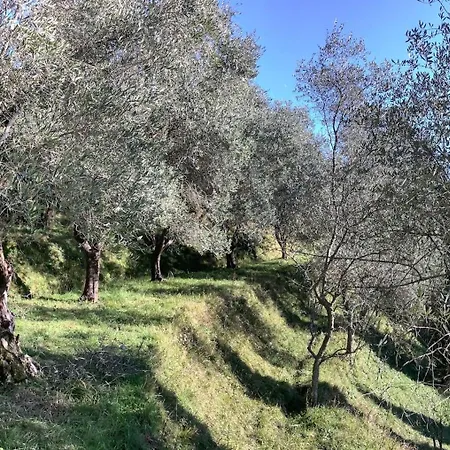 Colleccio - Colline Di Lucca * Fibbialla